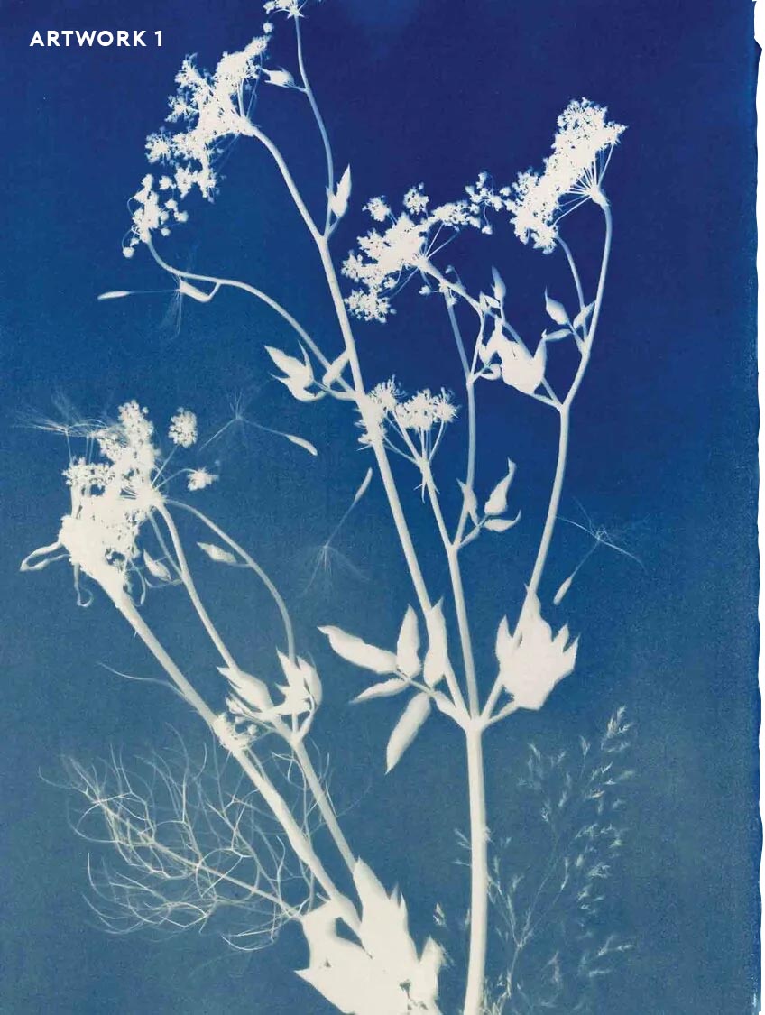 PHANTOM FLORA - CYANOTYPE