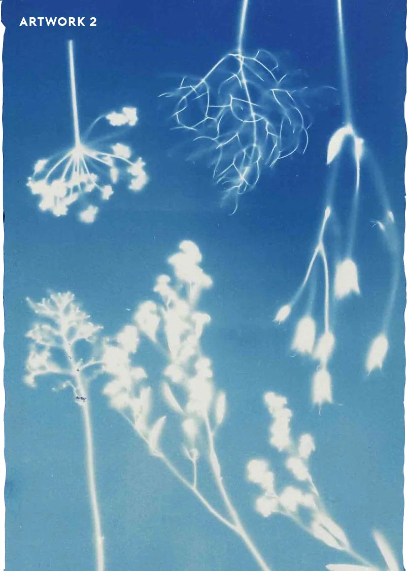 PHANTOM FLORA - CYANOTYPE