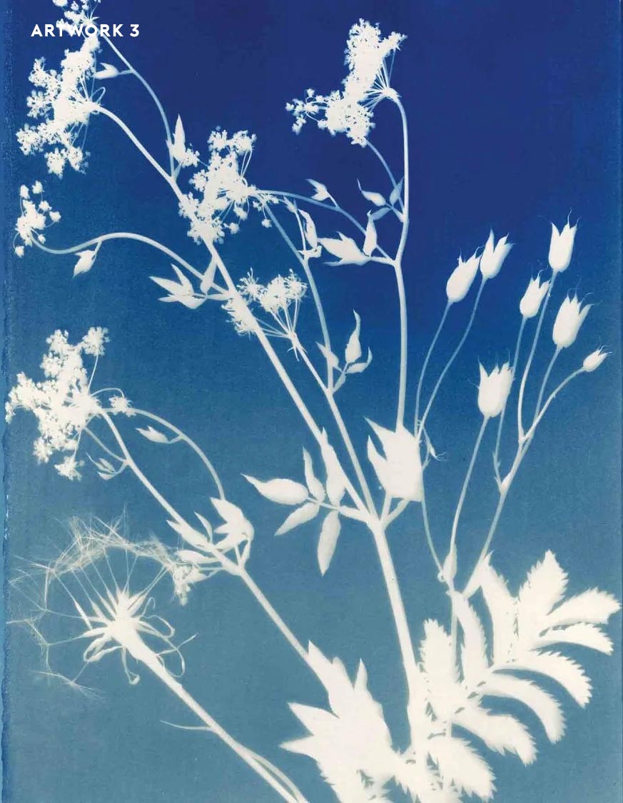 PHANTOM FLORA - CYANOTYPE