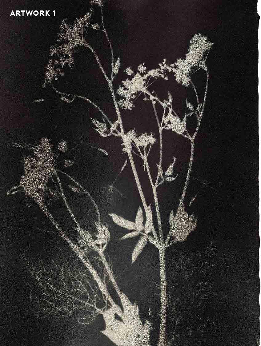 PHANTOM FLORA - DAGUERREOTYPE - METALLIC