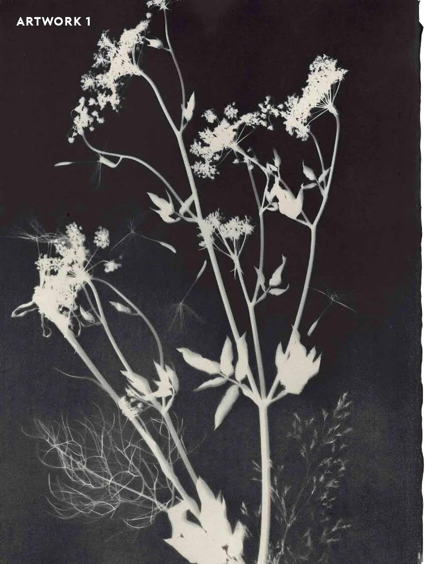 PHANTOM FLORA - NOIROTYPE