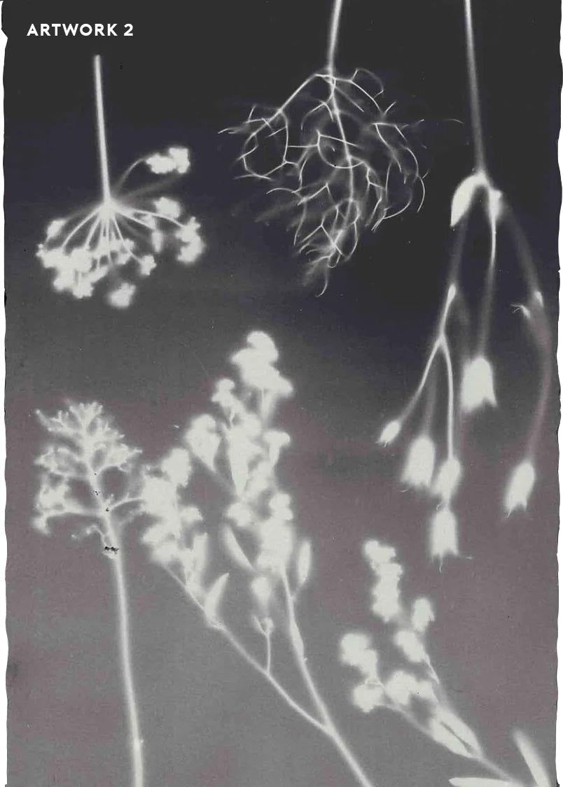 PHANTOM FLORA - NOIROTYPE