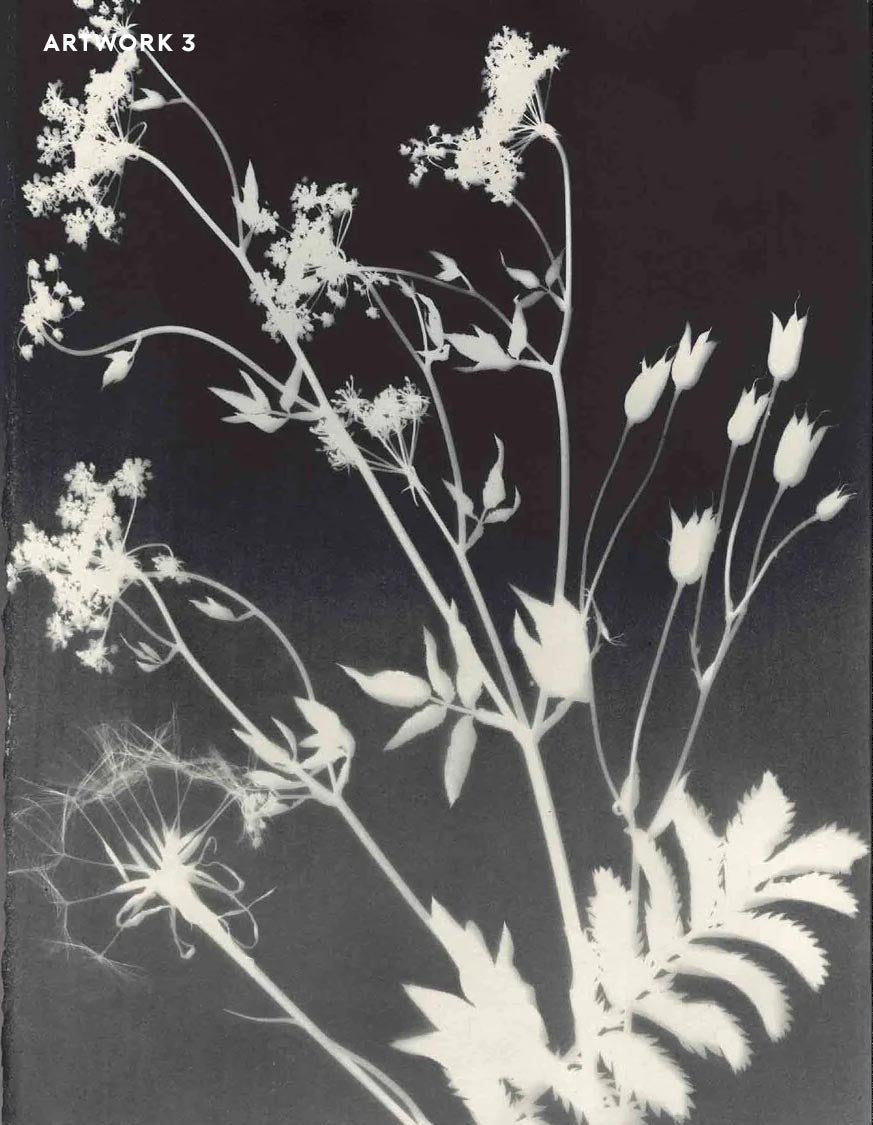 PHANTOM FLORA - NOIROTYPE