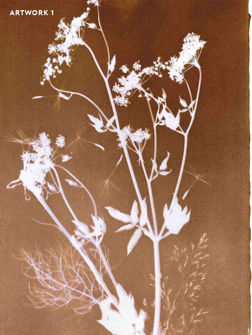 PHANTOM FLORA - SEPIATYPE