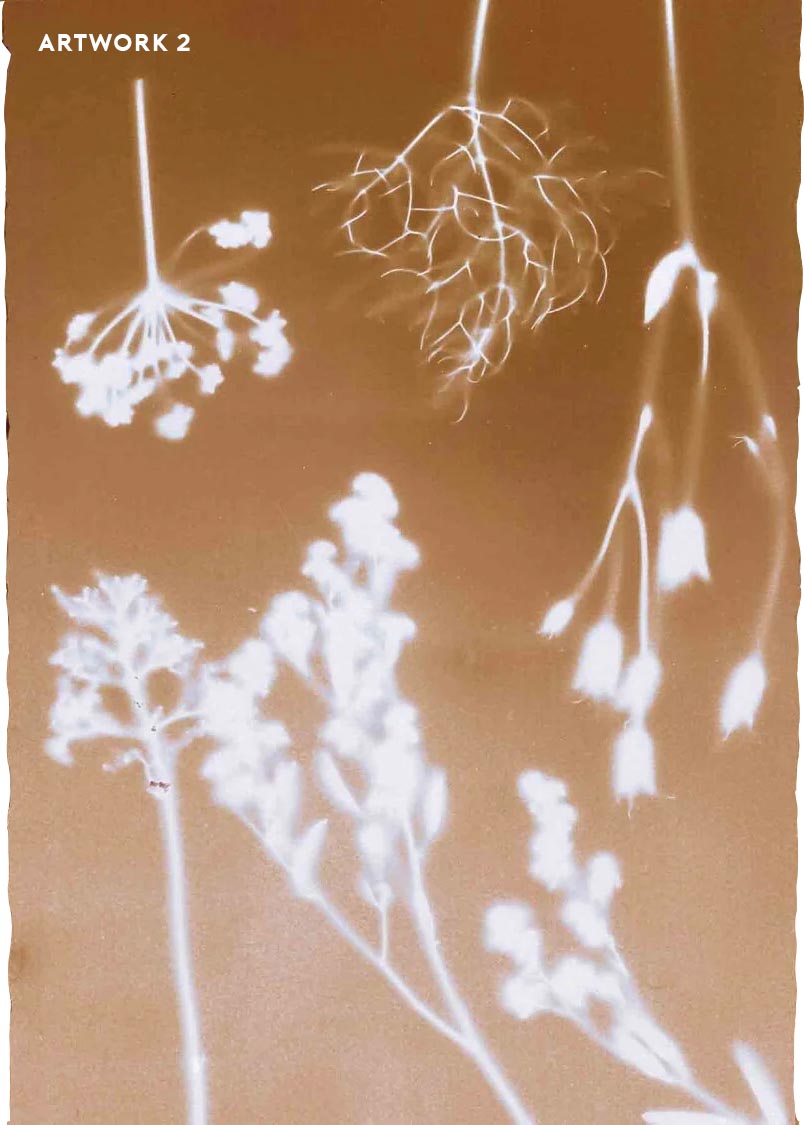 PHANTOM FLORA - SEPIATYPE