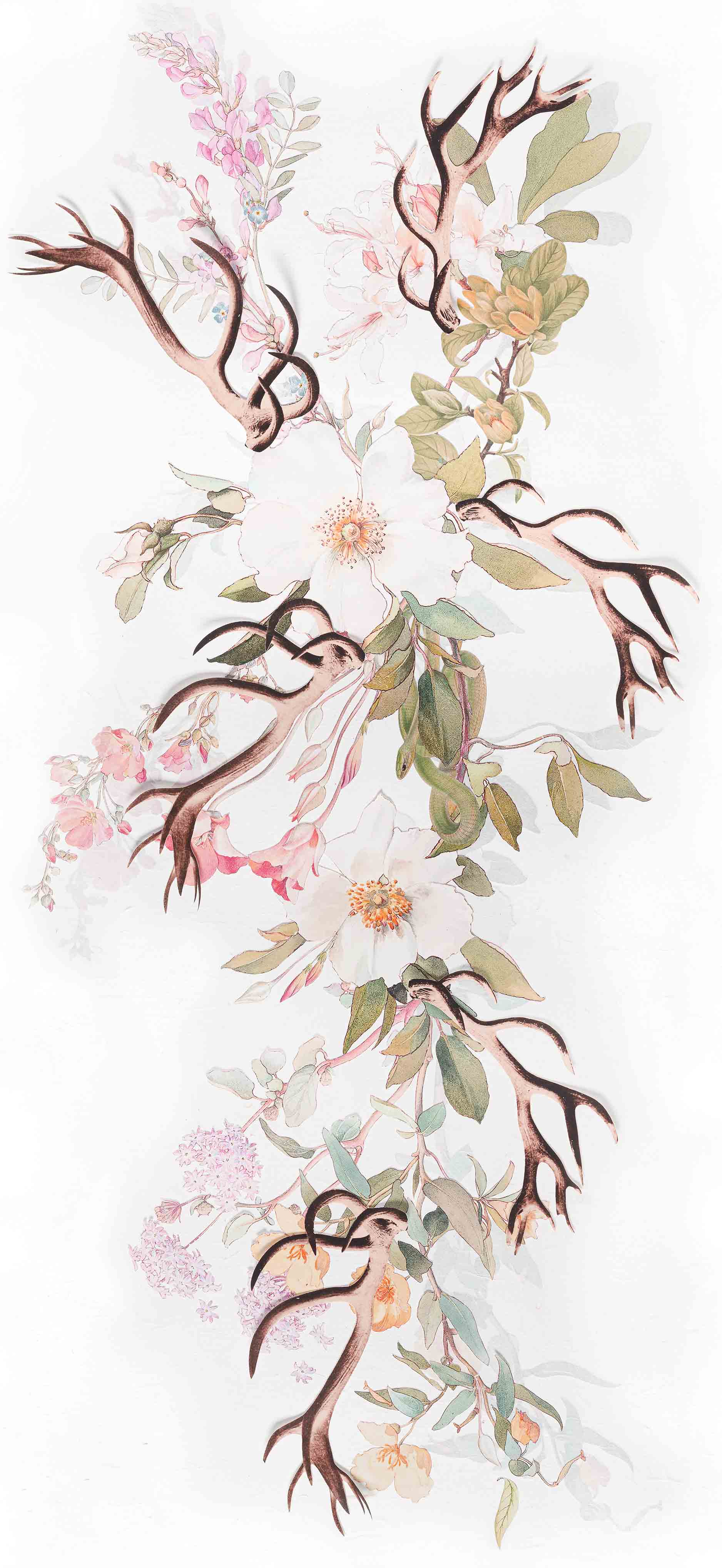 MAIDENHAIR - CORONET SAMPLE