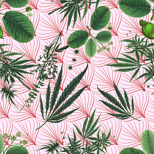 O CANNADA - LARGE SCALE - SATIVA