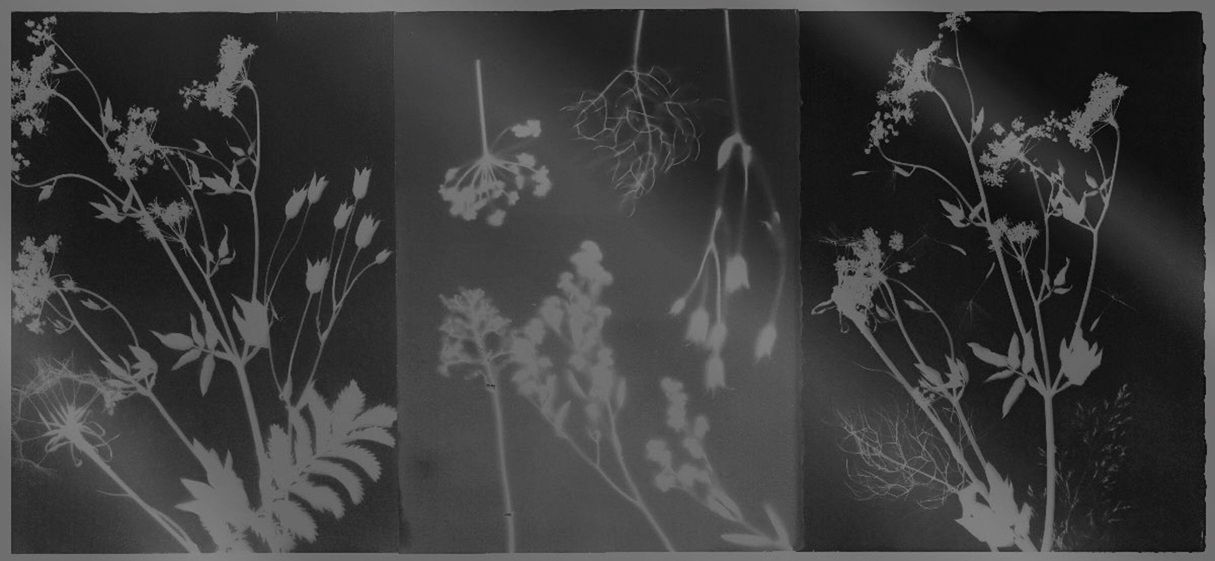 PHANTOM FLORA - DAGUERREOTYPE SAMPLE