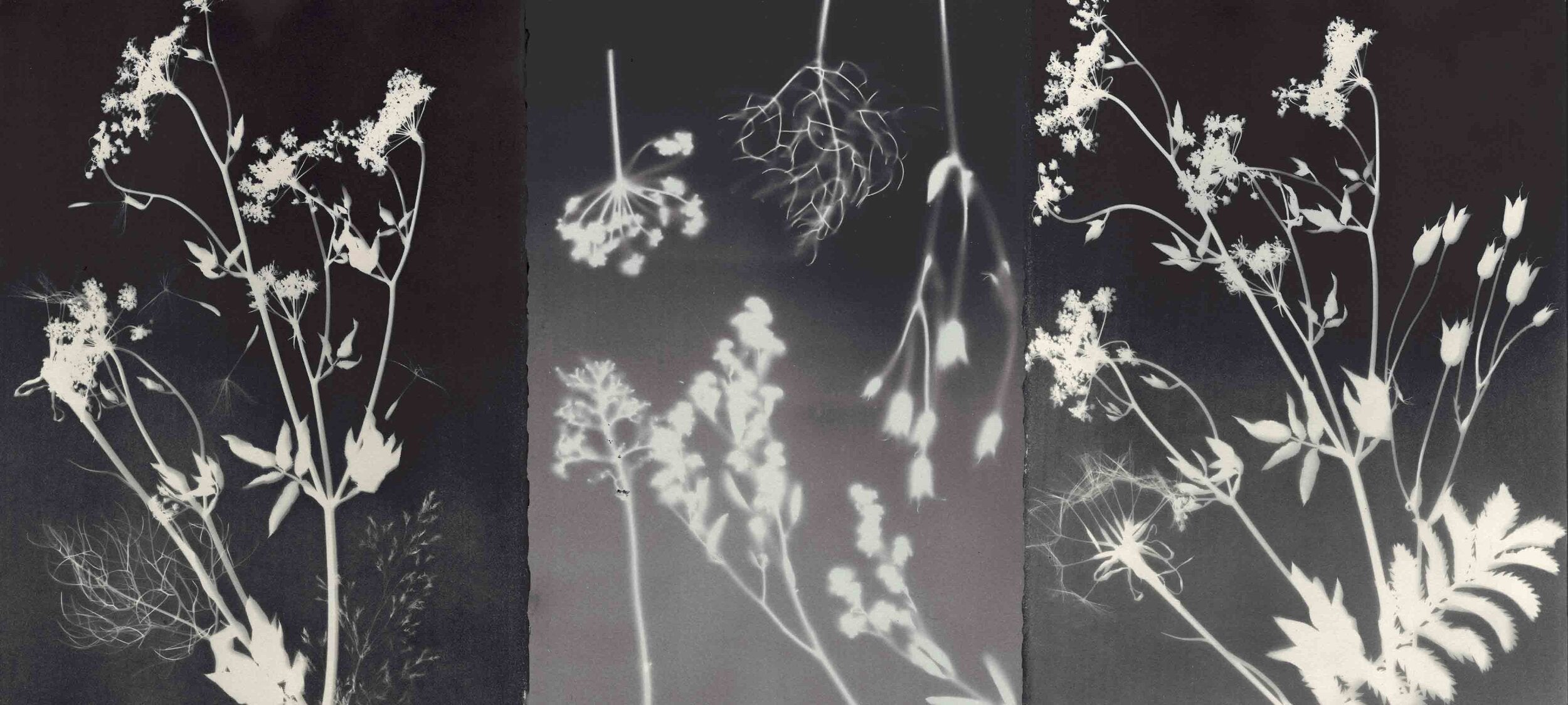 PHANTOM FLORA - NOIROTYPE SAMPLE