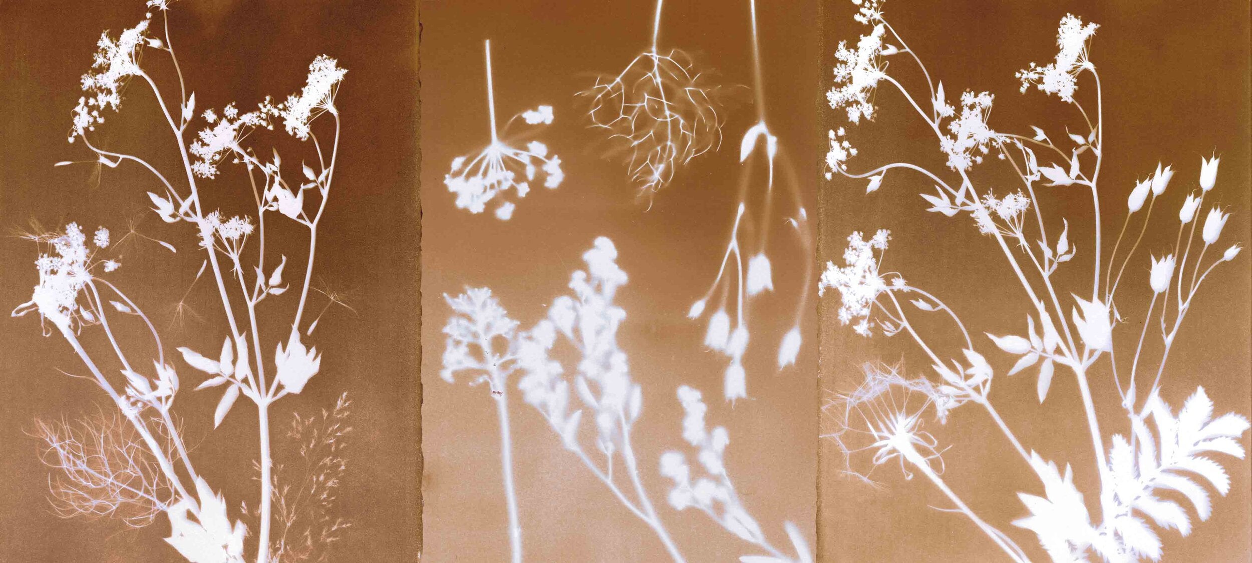 PHANTOM FLORA - SEPIATYPE