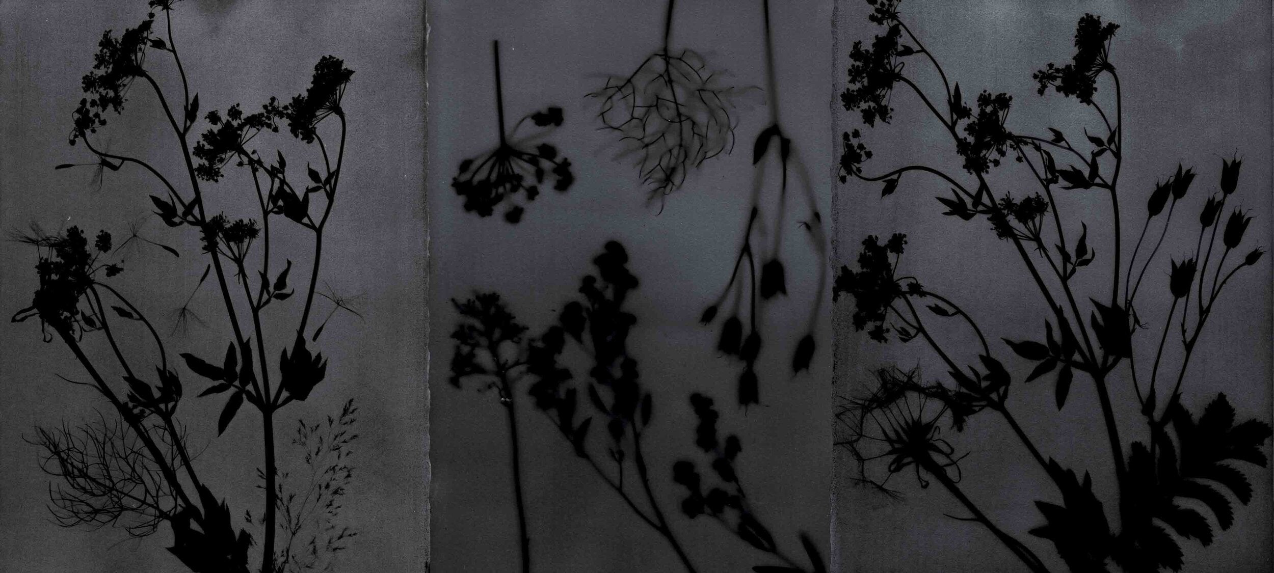 PHANTOM FLORA - SHADOWTYPE SAMPLE