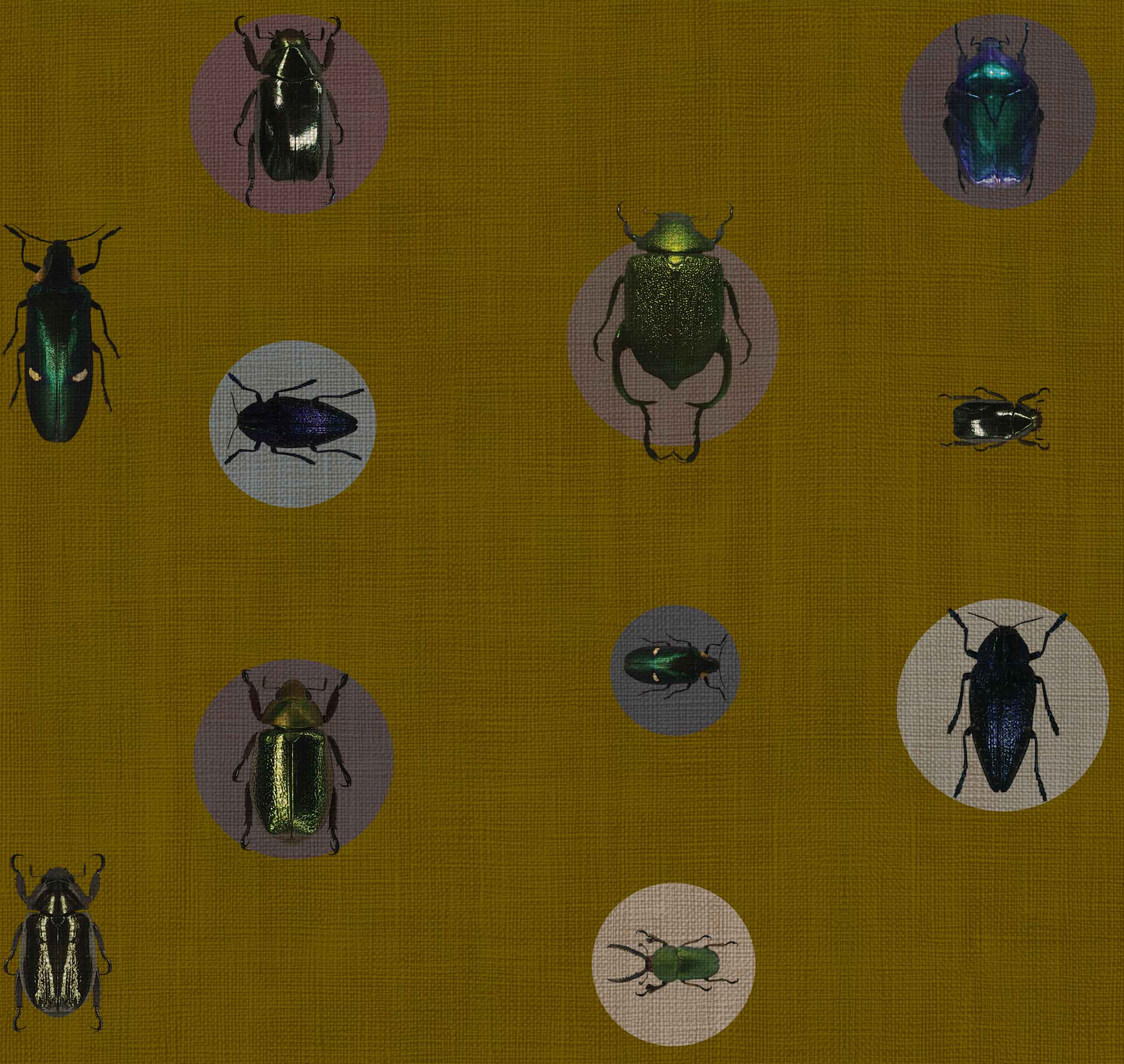 ENTOMOLOGY - CICADA SAMPLE