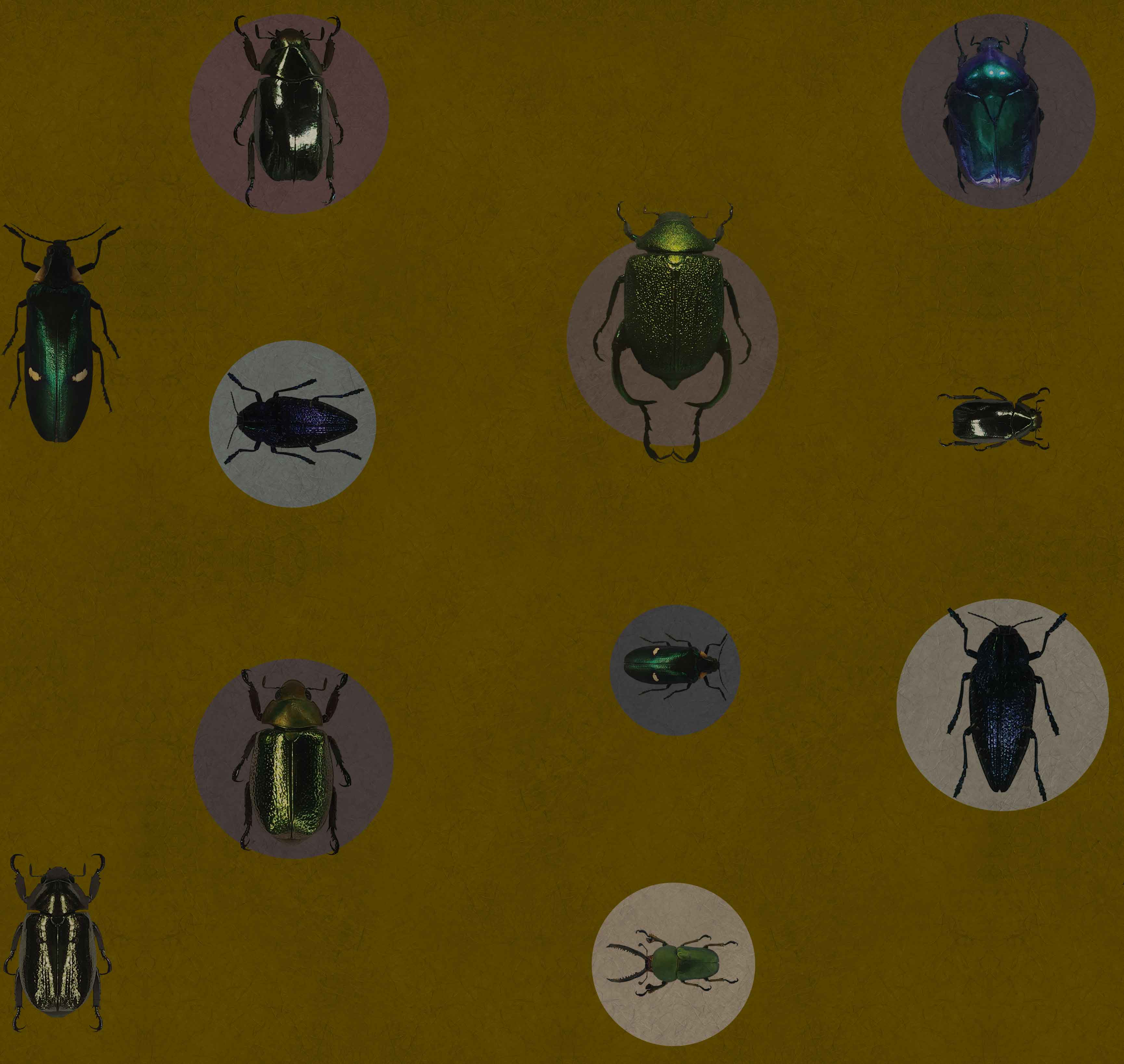 ENTOMOLOGY - CICADA