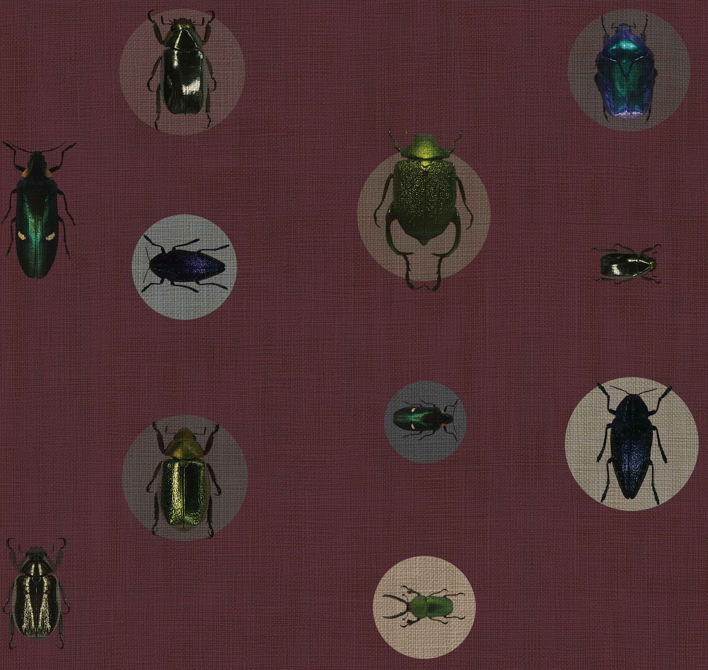 ENTOMOLOGY - GLORIOSA SAMPLE