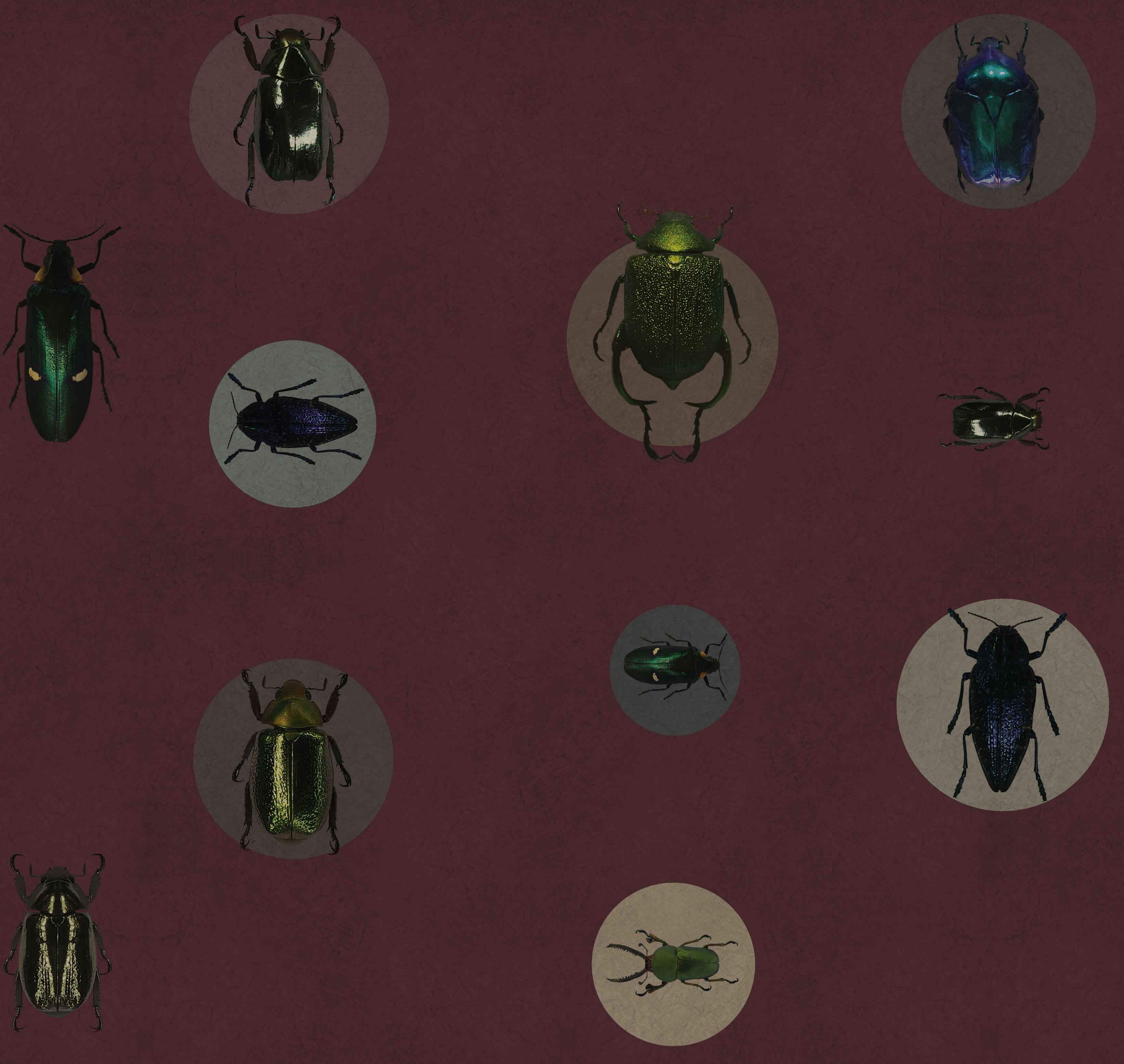ENTOMOLOGY - GLORIOSA