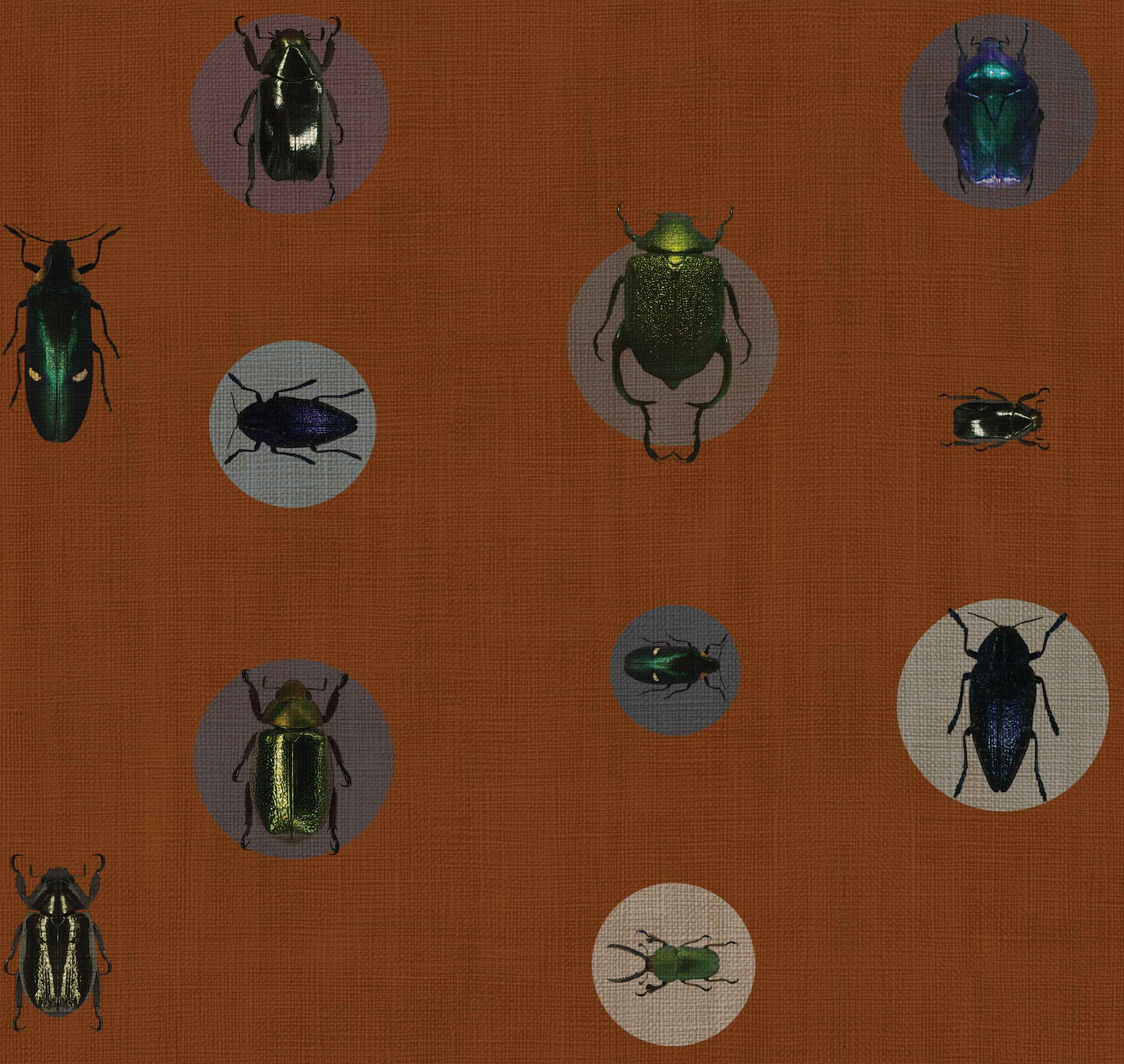 ENTOMOLOGY - MONARCH SAMPLE