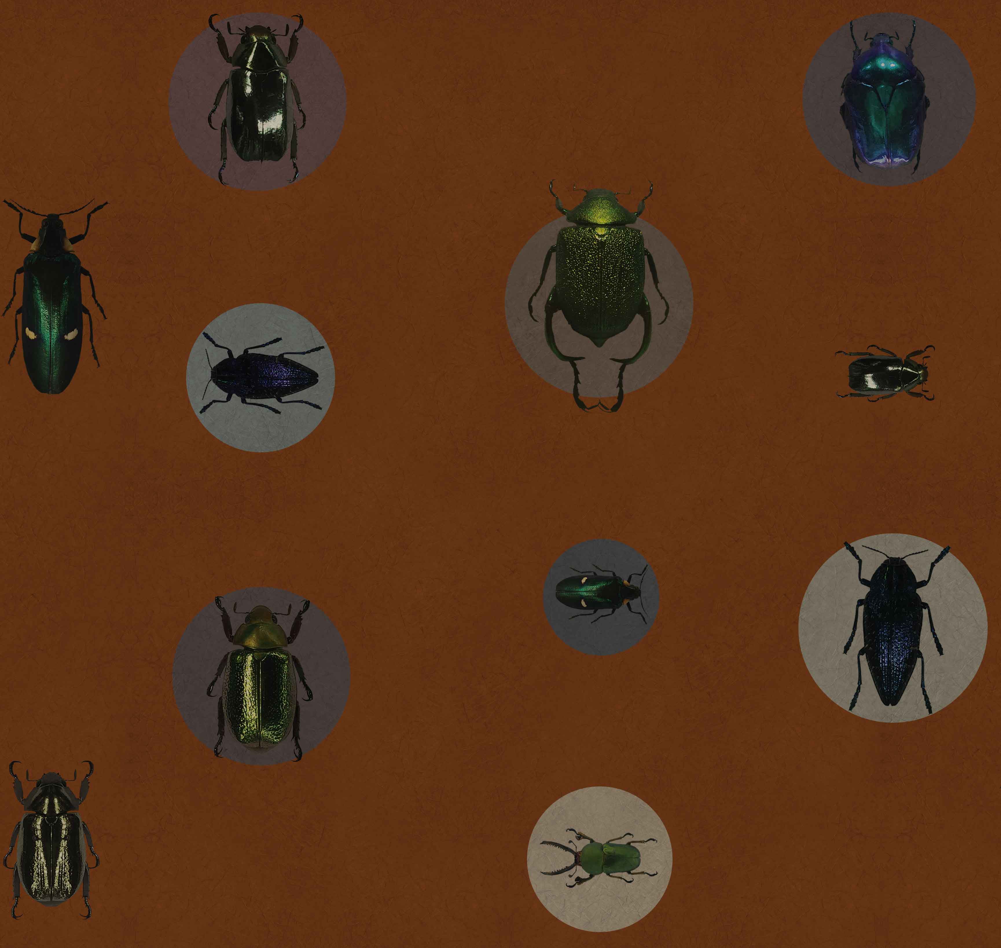 ENTOMOLOGY - MONARCH