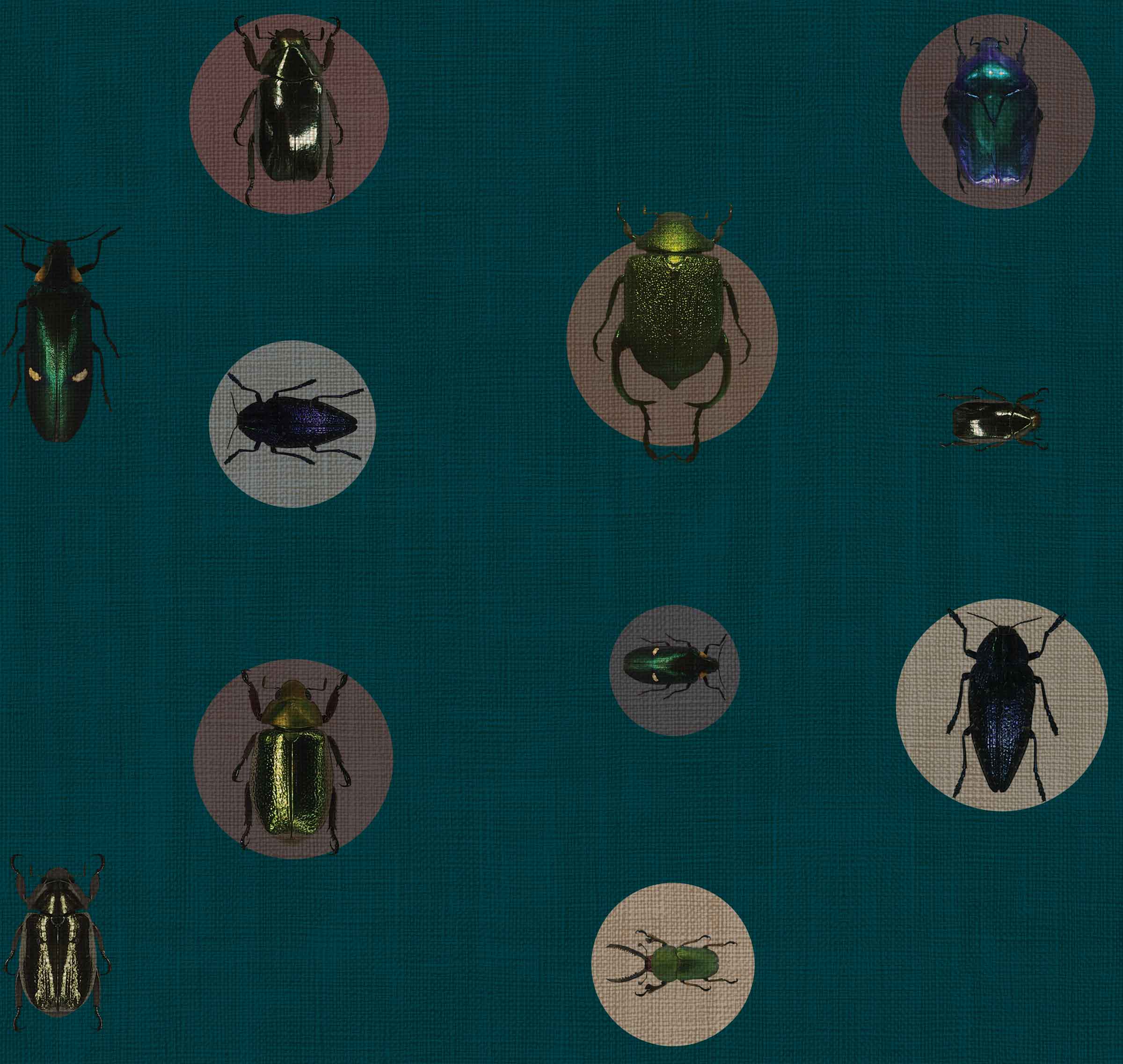 ENTOMOLOGY - SCARAB
