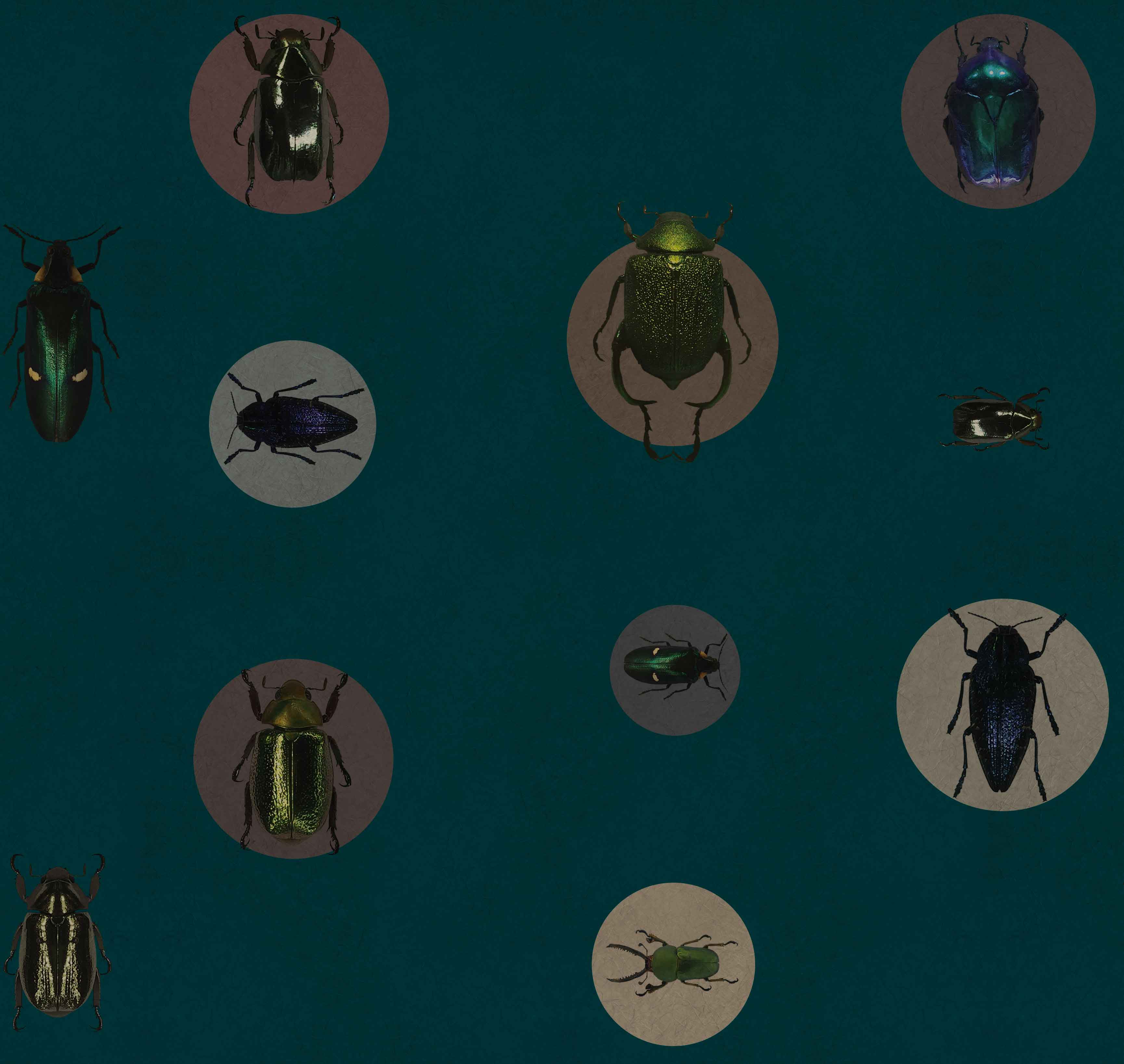 ENTOMOLOGY - SCARAB SAMPLE