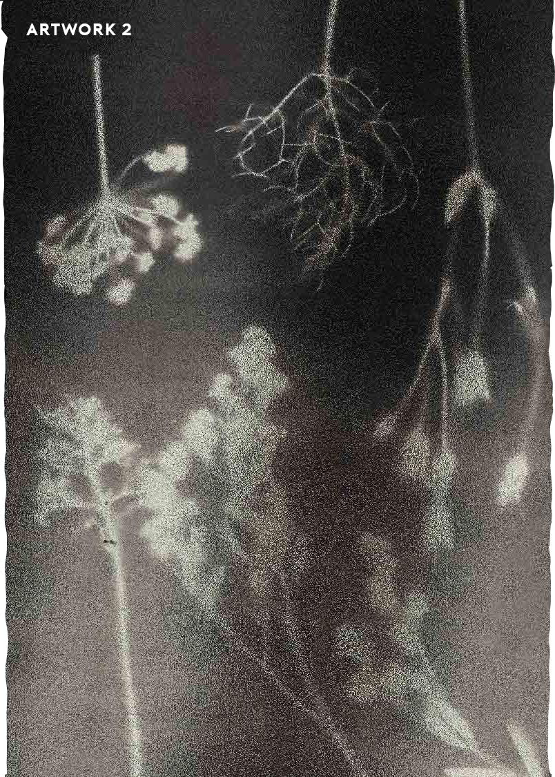 PHANTOM FLORA - DAGUERREOTYPE - METALLIC