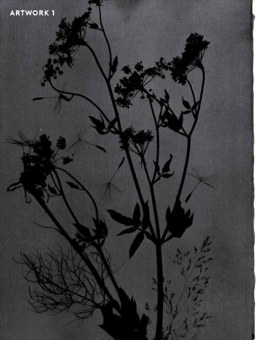 PHANTOM FLORA - SHADOWTYPE