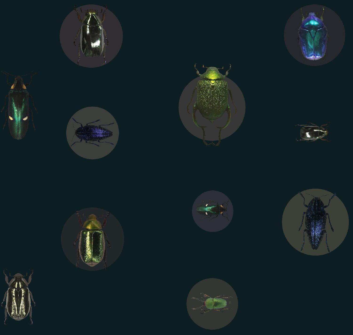 ENTOMOLOGY - SCARAB - METALLIC