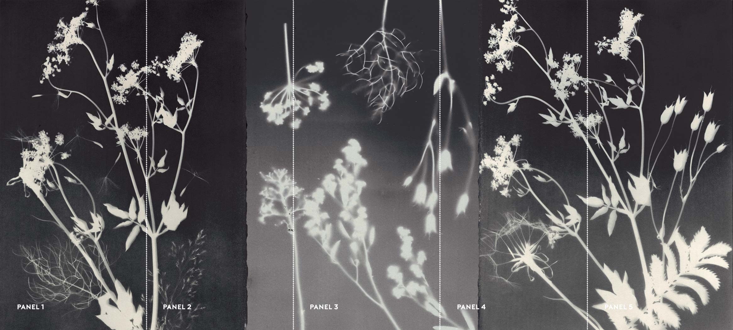 PHANTOM FLORA - NOIROTYPE