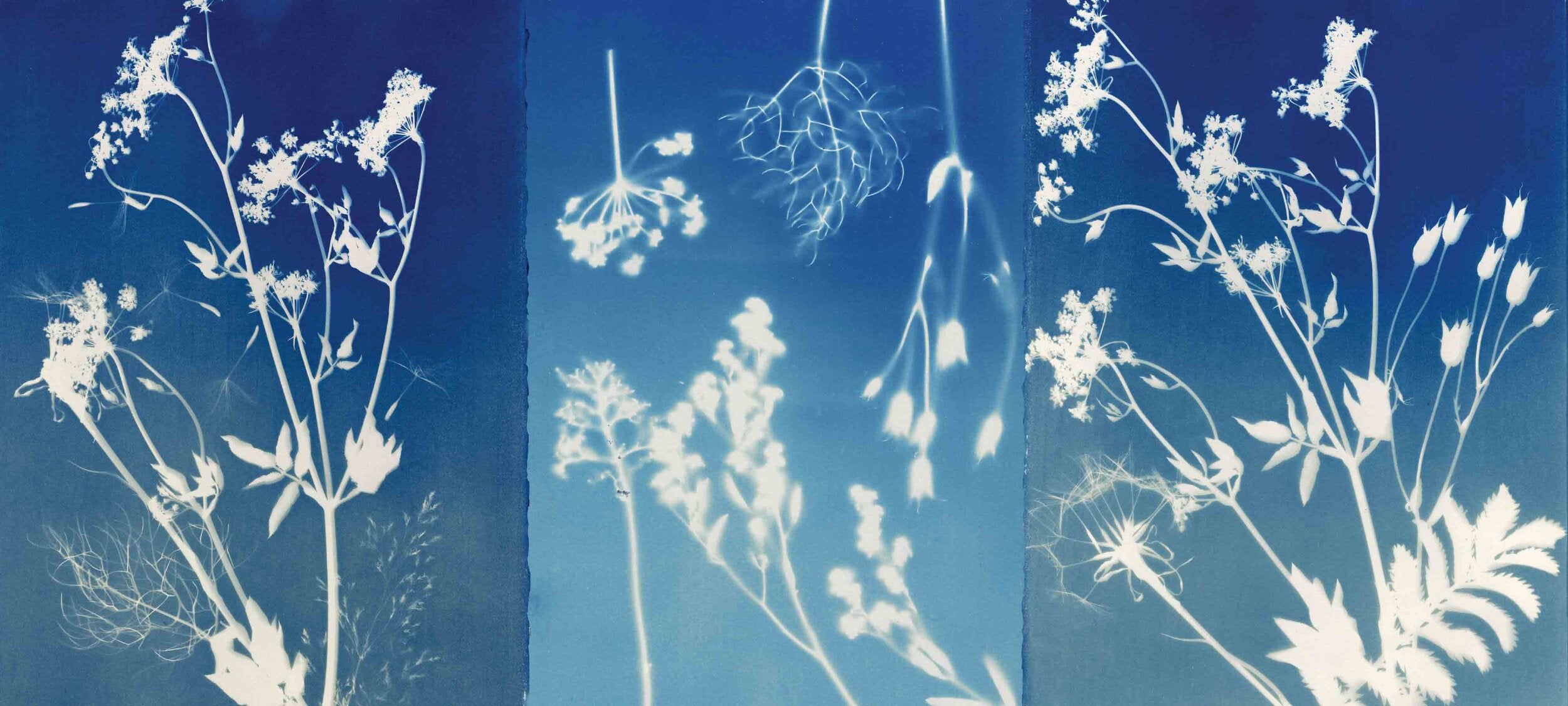 PHANTOM FLORA - CYANOTYPE