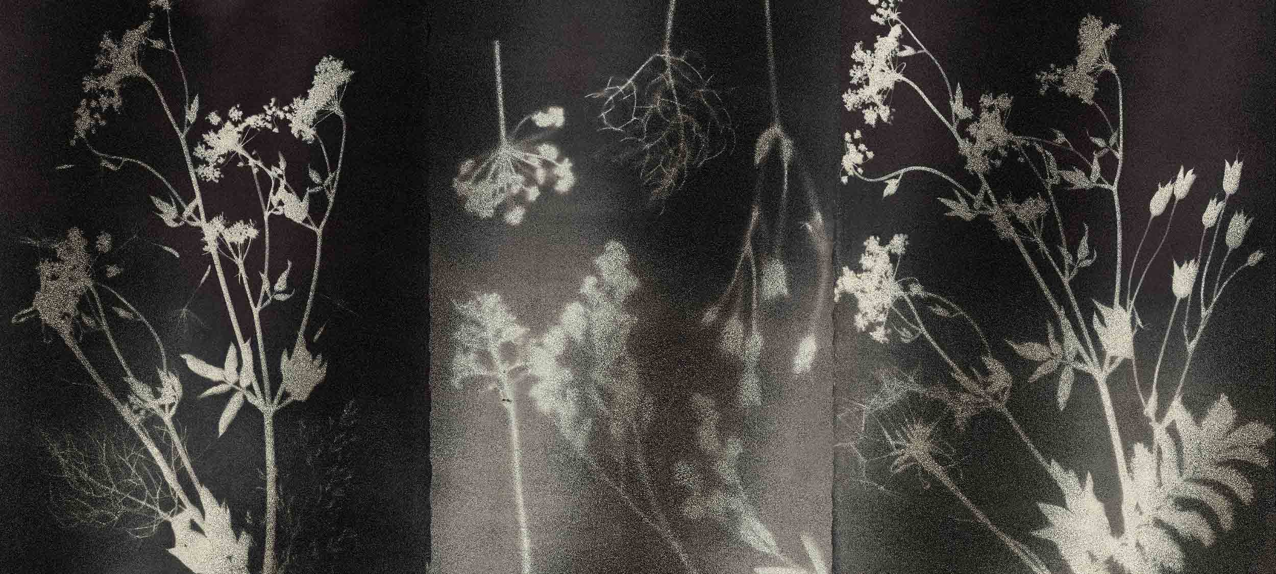 PHANTOM FLORA - DAGUERREOTYPE - METALLIC