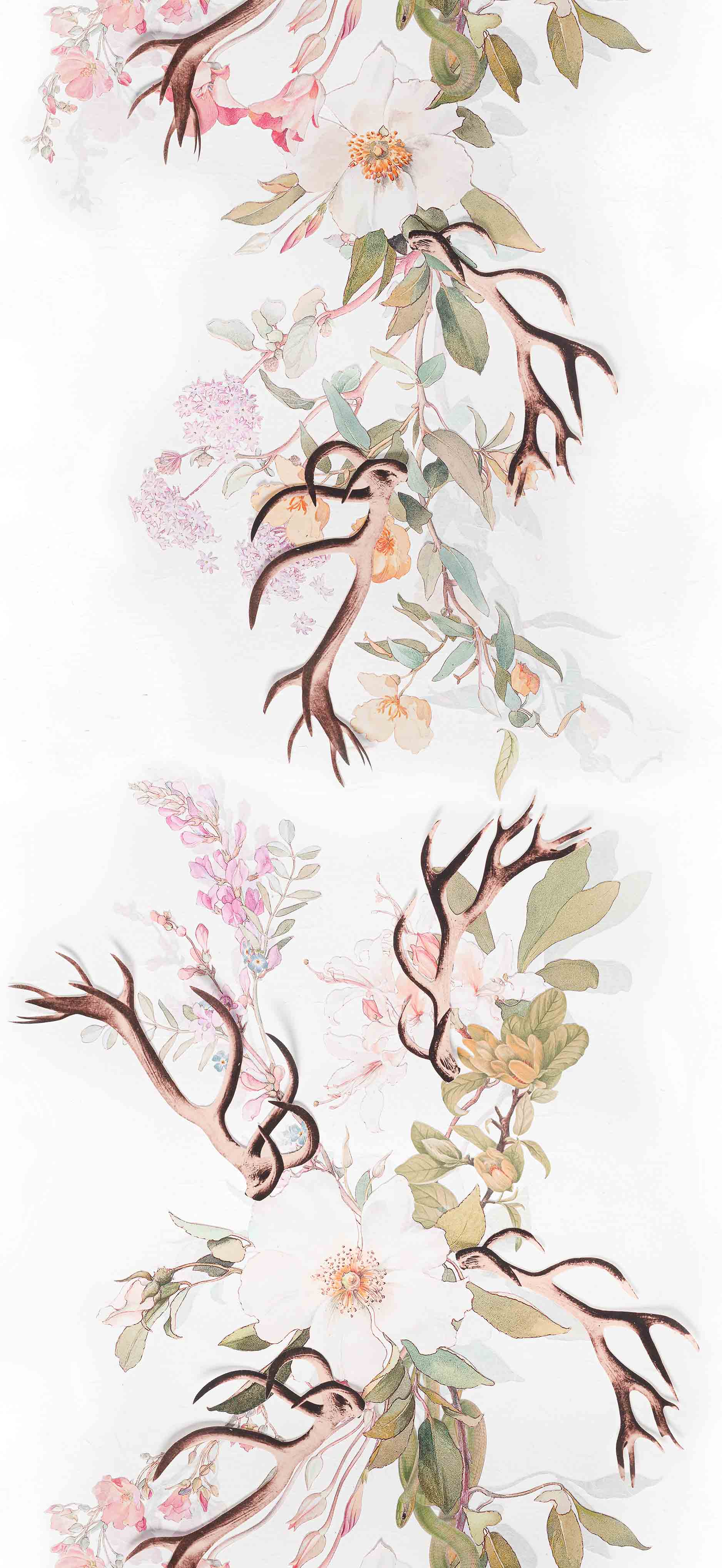 MAIDENHAIR - CORONET